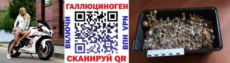 Галлюциногенные грибы MAGIC MUSHROOMS  Багратионовск 